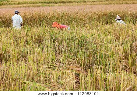 Working Man On The Rice Field