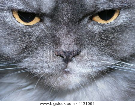 Kedi