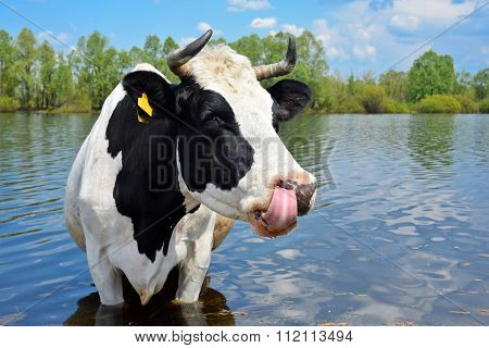 Cow