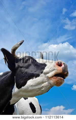 Cow