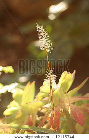 fiore di pianta grassa