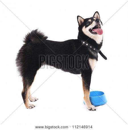Siba inu dog with a blue bowl isolated on white