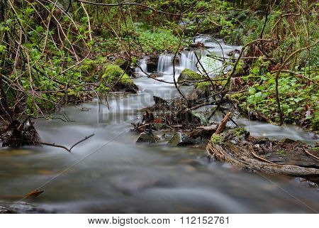 Pacific Northwest Rainforest Rushing Creek