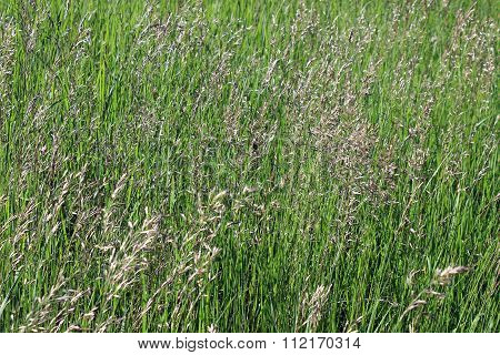 Background Of Flowering Weeds
