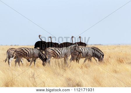 Herd Of Zebra And Ostrich In African Bush