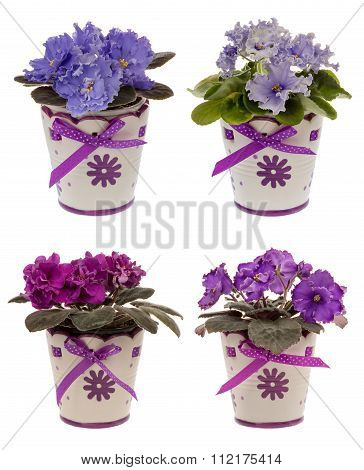 African violets  in pots isolated.