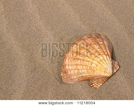 Hřebenatka Shell na vítr zametl Sandy Beach