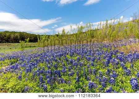 Wide Angle View Of Famous Texas Bluebonnet (lupinus Texensis) Wildflowers