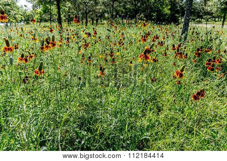 Mexican Hat Wildflowers