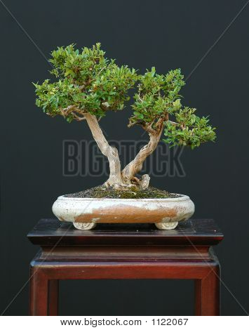 Cüce Hanımeli Bonsai