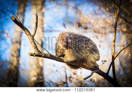 North American Porcupine