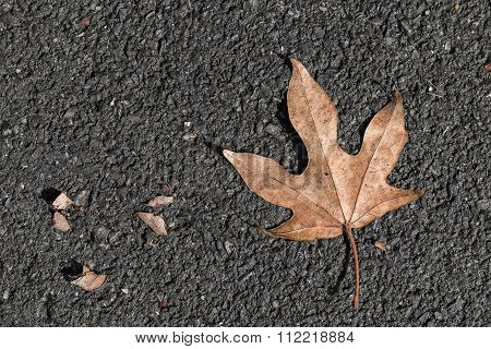 Star Leaf On Black Floor