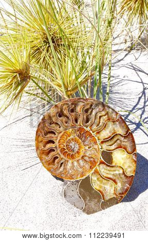Ammonite Spiral Shell