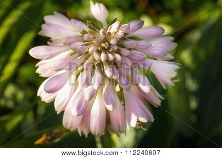 Closeup Photo Of A Flower Bud Of The Hosta Plant In Spring