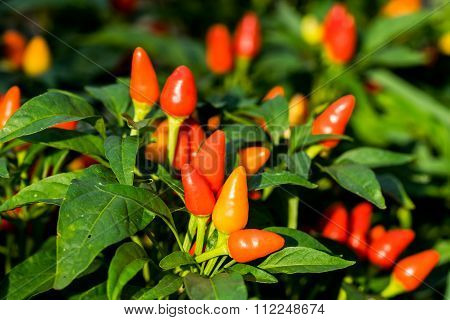 Red Cute Ornamental Pepper In Vegetable Garden (capsicum Annuum)