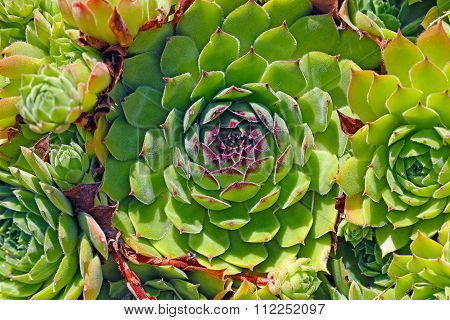 Young or Stone Rose (Sempervivum)