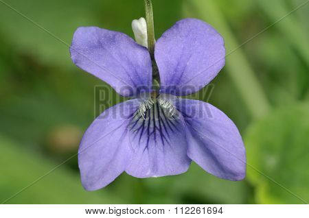 Common Dog-violet