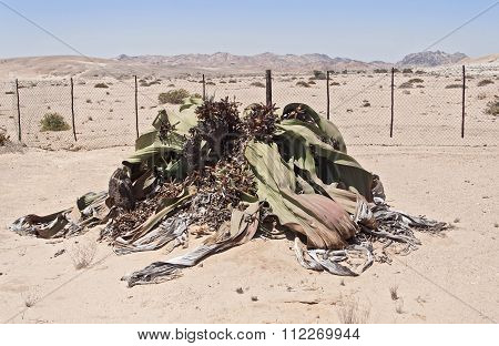 Welwitschia mirabilis, Namibia