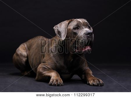 Cane Corso brindle with open mouth lying on the floor isolated on black