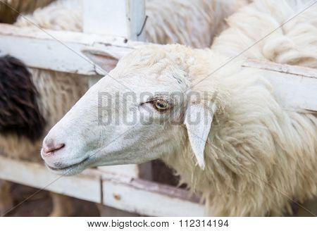 Sheep In The Paddock