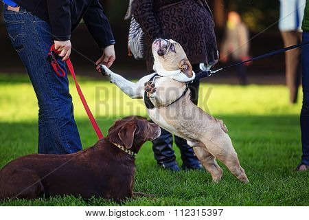 Male bulldog runs on a leash on green grass