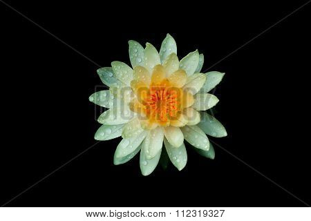 lotus flower