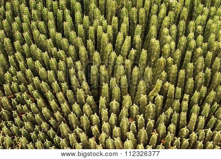 Cactus background