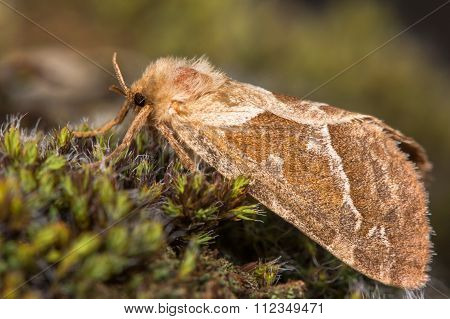 Orange swift moth (Triodia sylvina)