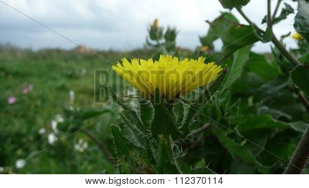 Hawkweed