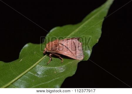 Brown Moth On Green Leaf