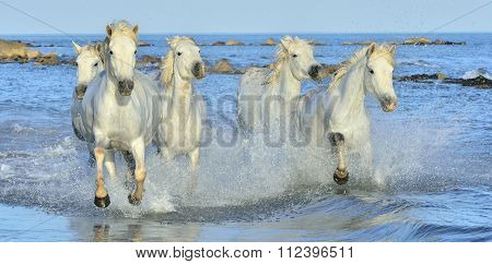 Herd Of White Camargue Horses Running On The Water .