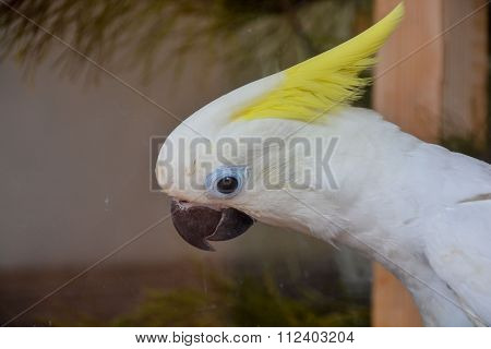 Parrot Tropical Bird