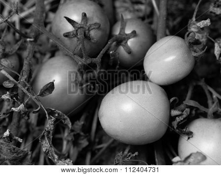 Fresh Orange Tomatoes