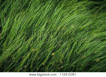 Nut Grass, Purple Nutsedge, Nutsedge, Cocograss