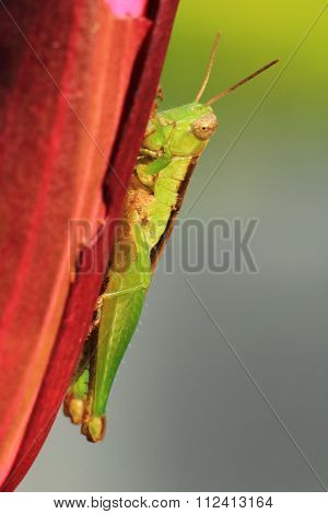 Grasshopper Hang On Water Lilly.