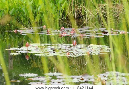 Brittany, Le Jardin Lepage In Pleumeur Bodou
