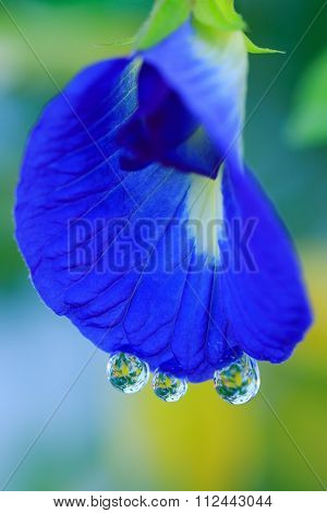 Butterfly Pea Flower