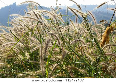 Poaceae Meadow