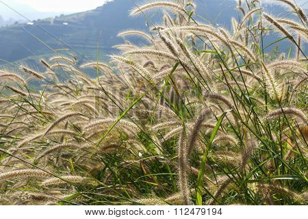 Poaceae Meadow