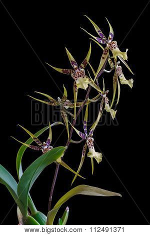 Orchid Brassia isolated on black background