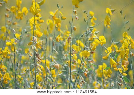 Sunhemp Flowers Field