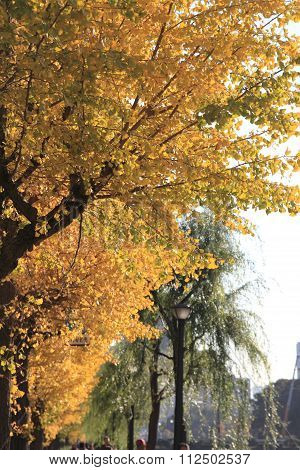autumn leaves along Hibiya avenue Hibiya Tokyo Japan