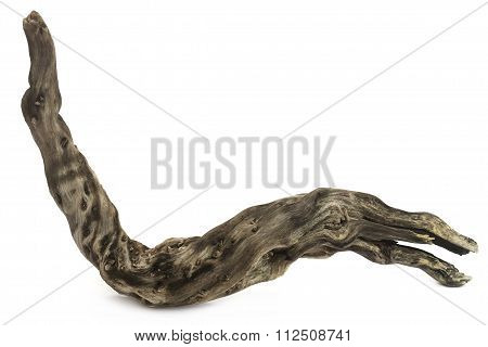 Bogwood Or Driftwood