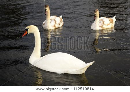 Swans very beautiful very beautiful and unique birds