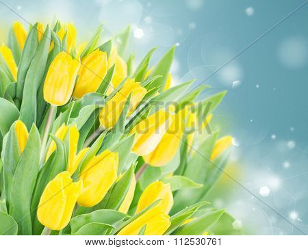 spring narcissus garden