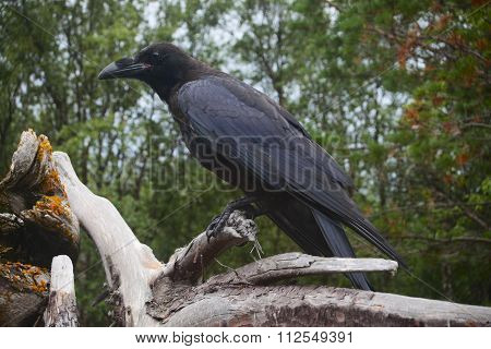 Carrion-crow