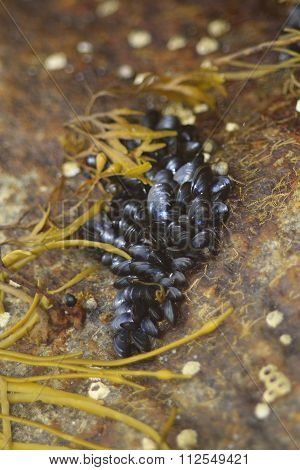 Mussels In Their Natural Habitat
