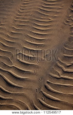 On The Sand The Traces Of Waves And Birds