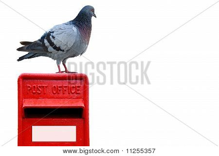 Pigeon Post