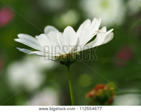 Beautiful Cosmos Flowers in the garden, Thailand